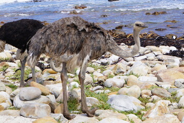 A striking wildlife photograph of a young ostrich walking across a rocky coastal shoreline. Its soft, shaggy gray-brown feathers, long neck, slender legs, and distinctive beak are clearly visible, whi © Roberto