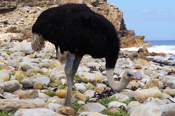 A striking wildlife photograph of a young ostrich walking across a rocky coastal shoreline. Its soft, shaggy gray-brown feathers, long neck, slender legs, and distinctive beak are clearly visible, whi © Roberto