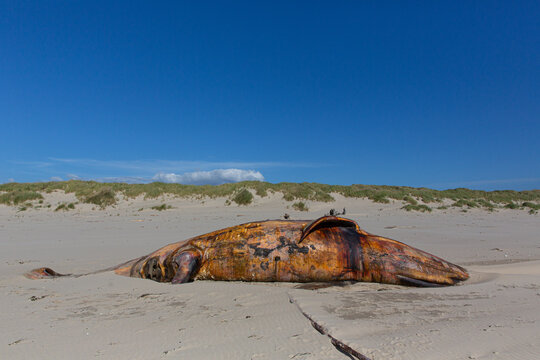 Dead whale carcass washed ashore on a sandy beach