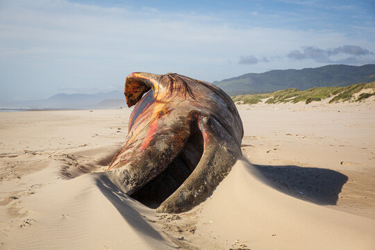 Decaying sperm whale carcass on a sandy beach