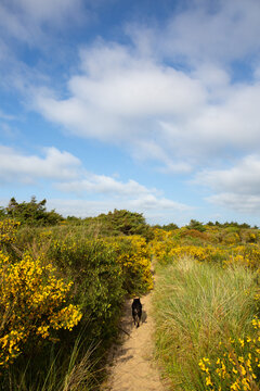 Black dog walks down a sandy path through yellow wildflowers