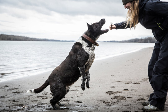 Happy woman gives her jumping dog a treat on the beach