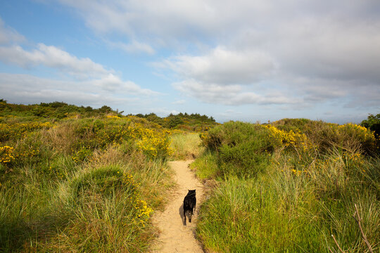 Black dog walking on trail through field of yellow flowers