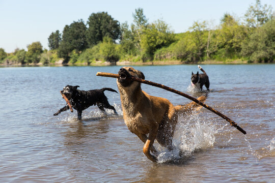 Three happy dogs splashing and playing in a river