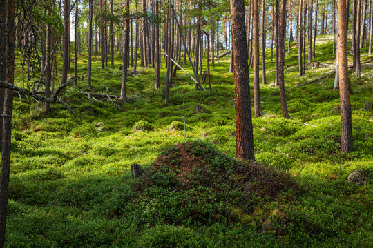 Large anthill on a lush mossy forest floor