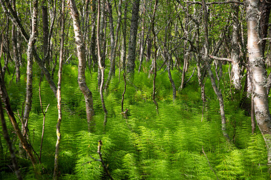 A dense forest floor with bright green horsetail