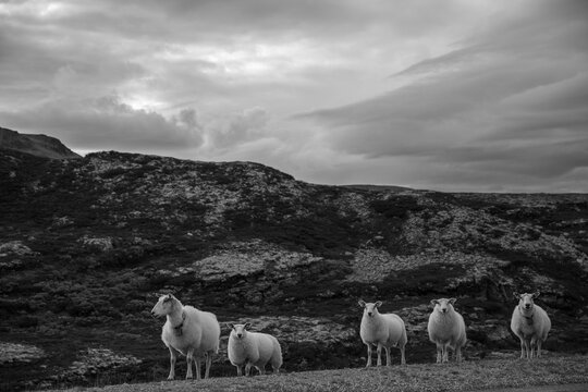 Five sheep standing together on a rugged hillside