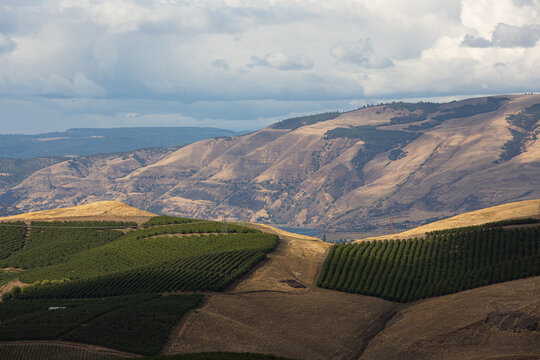 Lush green orchards on dry golden rolling hills