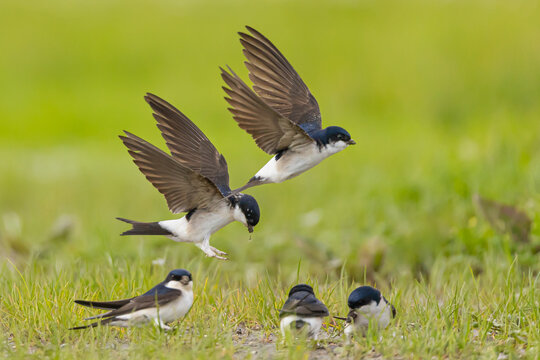 Western house martin / Mehlschwalbe (Delichon urbicum)