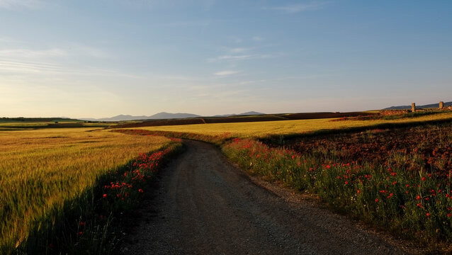 Winding country road through fields of wheat and poppies