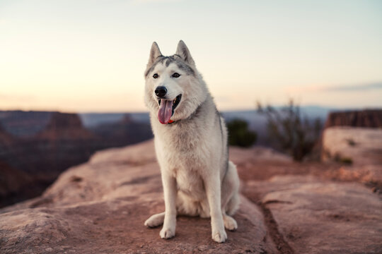 Happy siberian husky sitting on a rock at sunset