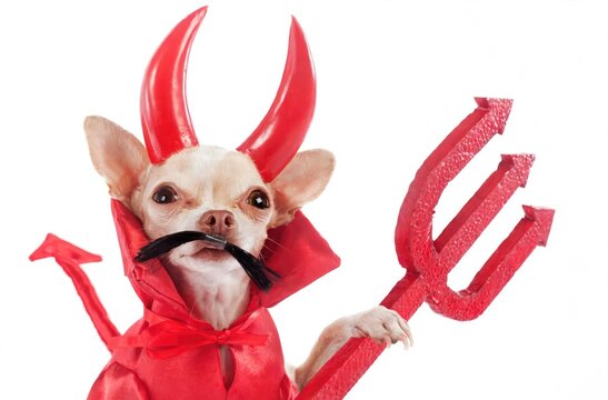 Cute Chihuahua Dog Dressed as a Devil for Halloween.