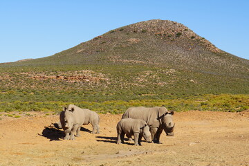 A striking wildlife photograph of three rhinoceroses standing together in a dry, open landscape. An adult rhino is accompanied by a smaller young rhino, while another adult stands nearby. Behind them, © Roberto
