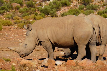 A striking wildlife photograph of three rhinoceroses standing together in a dry, open landscape. An adult rhino is accompanied by a smaller young rhino, while another adult stands nearby. Behind them, © Roberto
