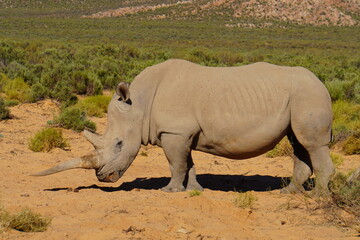 A striking wildlife photograph of three rhinoceroses standing together in a dry, open landscape. An adult rhino is accompanied by a smaller young rhino, while another adult stands nearby. Behind them, © Roberto