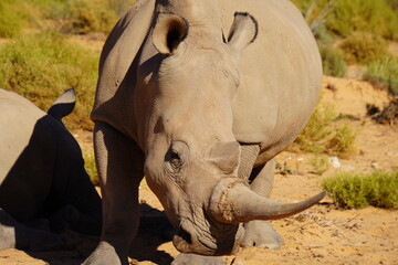 A striking wildlife photograph of three rhinoceroses standing together in a dry, open landscape. An adult rhino is accompanied by a smaller young rhino, while another adult stands nearby. Behind them, © Roberto