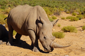 A striking wildlife photograph of three rhinoceroses standing together in a dry, open landscape. An adult rhino is accompanied by a smaller young rhino, while another adult stands nearby. Behind them, © Roberto