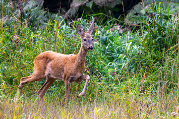 European roe deer doe walking through tall grass and vegetation in Bieszczady Mountains, Poland © Szymon Bartosz