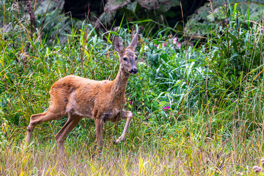 European roe deer doe walking through tall grass and vegetation in Bieszczady Mountains, Poland