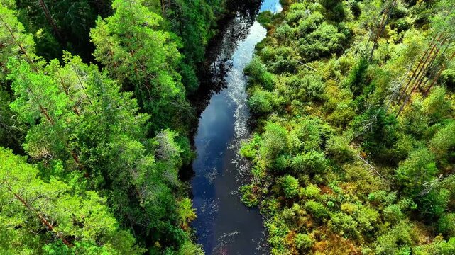 Aerial view of a winding river surrounded by lush green trees and vibrant underbrush
