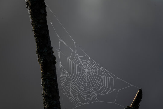 Spider web covered in morning dew drops stretched between tree branches