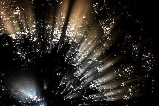 Bright sunbeams breaking through dark tree leaves in misty forest