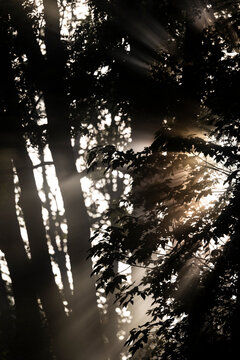 Sunlight breaking through tree branches and fog in a misty forest