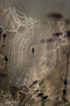 Spider web covered in morning dew drops with a small spider sitting in the center