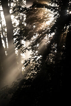 Sunlight breaking through tree branches and fog in a misty forest