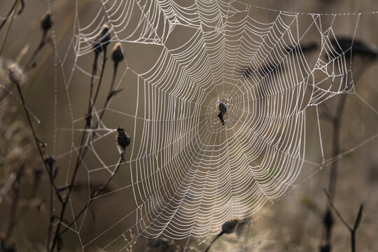 Spider web covered in morning dew drops with a small spider sitting in the center