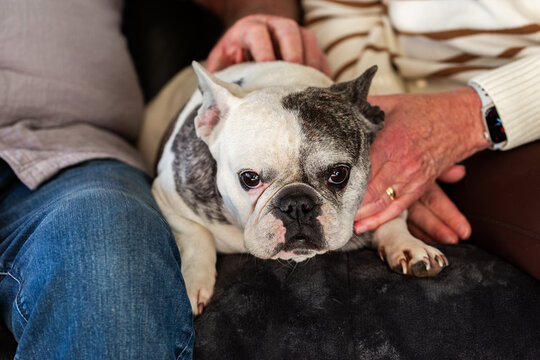 portrait of pet French Bulldog dog being stroked by older peoples hands