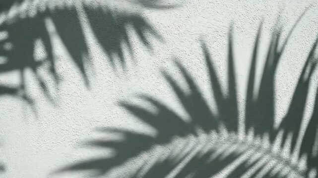Swaying tropical palm tree shadows cast upon textured concrete white wall in motion video footage