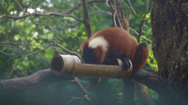 Red ruffed lemur resting on bamboo then climbing tree in lush green forest