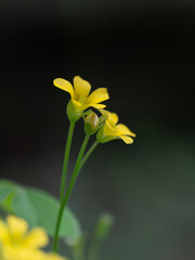 鮮黄色のオッタチカタバミの花 © F_studio