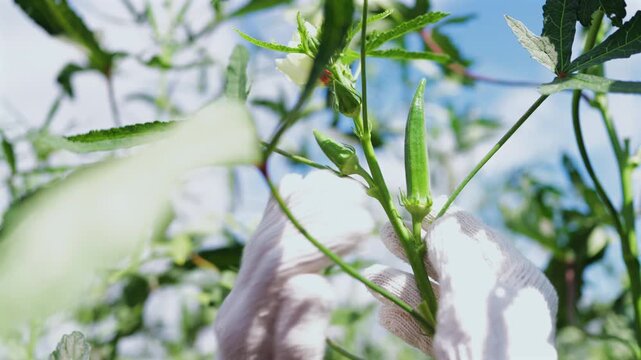 Close-up of a farmer wearing working gloves inspecting fresh green okra pods on a plant in an organic farm. Agricultural harvesting, organic vegetables, and healthy food concept.