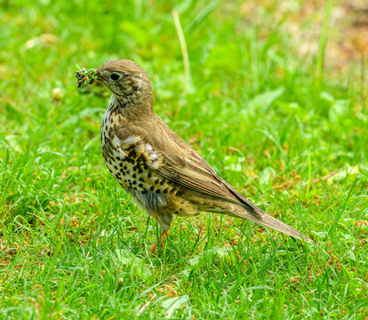 song thrush (Turdus philomelos) with worms in beak