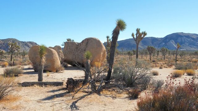Arid desert landscape of joshua tree national park, featuring distinctive yucca plants, large boulders, and distant mountains under a clear blue sky