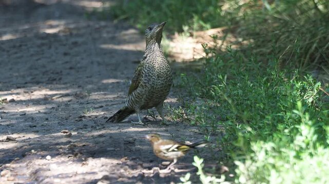 Juvenile European Green Woodpecker (Picus viridis) standing near a forest stream