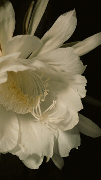 Blooming night blooming cereus flower petals and pistil against a dark background in moody  lighting