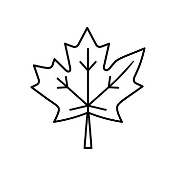 Minimalist Single Maple Leaf Vector Illustration | Botanical Foliage and Autumn Nature Outline Icon, Seasonal Graphic