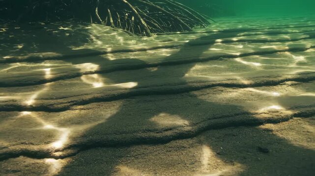 Broad mangrove silhouettes stretch over rippled sandy shallows as refracted sunlight drifts across the seafloor beneath clear green tidal water beside a dense fringe of submerged roots at ebb tide