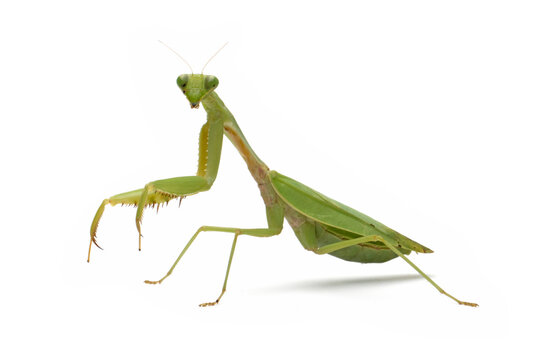 Praying mantis "hierodula membranacea" defensive pose on isolated background, Hierodula membranacea closeup on white background