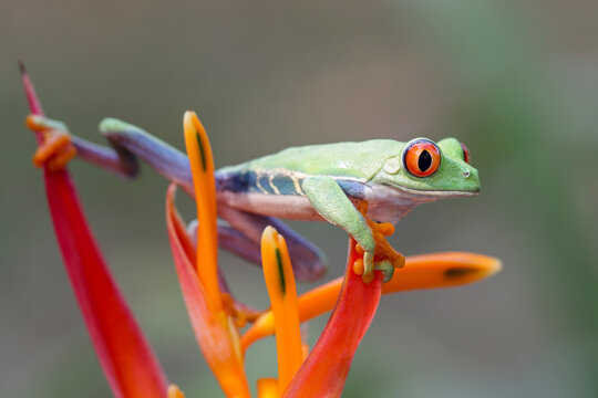 Red-Eyed Tree Frog (Agalychnis callidryas) Perched on Vibrant Heliconia Flower in Tropical Rainforest, Portrait of a Red-Eyed Tree Frog on Exotic Heliconia Flower