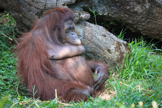 a Female Bornean orangutan resting on a grass, Close Up Female orangutan pongo pygmaeus in natural forest habitat