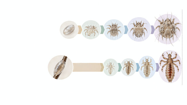 Scabies Mite and Head Louse Life Cycle Comparison