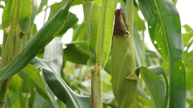 Close-up of a young green corn cob growing on a stalk in a agricultural field during daytime