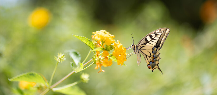 Gorgeous summer nature butterfly bright yellow flower green meadow dreamy garden bokeh warm sunlight. Peaceful wildlife macro detail. Blooming botanical floral natural closeup wellbeing