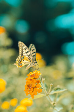 Beautiful summer nature butterfly delicate yellow flower green meadow dreamy garden bokeh soft warm sunlight. Peaceful wildlife macro detail. Blooming botanical floral natural closeup wellbeing