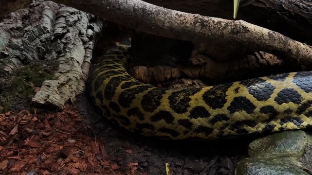 Green anaconda Eunectes murinus snake in tropical South America habitats. Giant boa and semiaquatic predator for zoology, animal life, wildlife observation, science, education and scientific research.