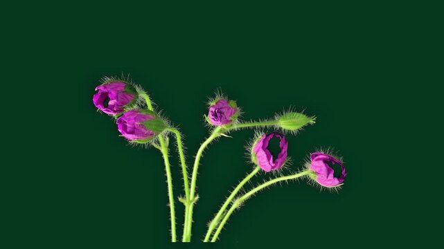 Time-lapse of a vibrant purple crocus flower blooming on a green screen background, perfect for video keying, motion graphics, and spring floral designs.